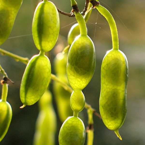 Sophora japonica (Japanese Pagoda Tree or Chinese Scholar Tree) 40 seeds