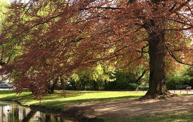 MightyoaktreeNursery Fagus sylvatica Beech - Thumbnail 2