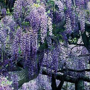 Op de afbeelding: Een close-up van een wisteria-plant in volle bloei, met hangende paarse bloemen die van de takken hangen. De bloemen zitten dicht bij elkaar en creëren een prachtig en geurig schouwspel.