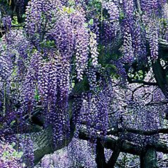 10-16 Tall WISTERIA Blue Moon 1-2 Year Old, Purple Flower Fragrant,  Seedling - Etsy