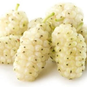 2 year old White Mulberry (Morus alba) plant, Russian, 18-28" tall, no leaves