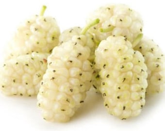 1-2 year old White Mulberry (Morus alba) plant, Russian, 12-18" tall