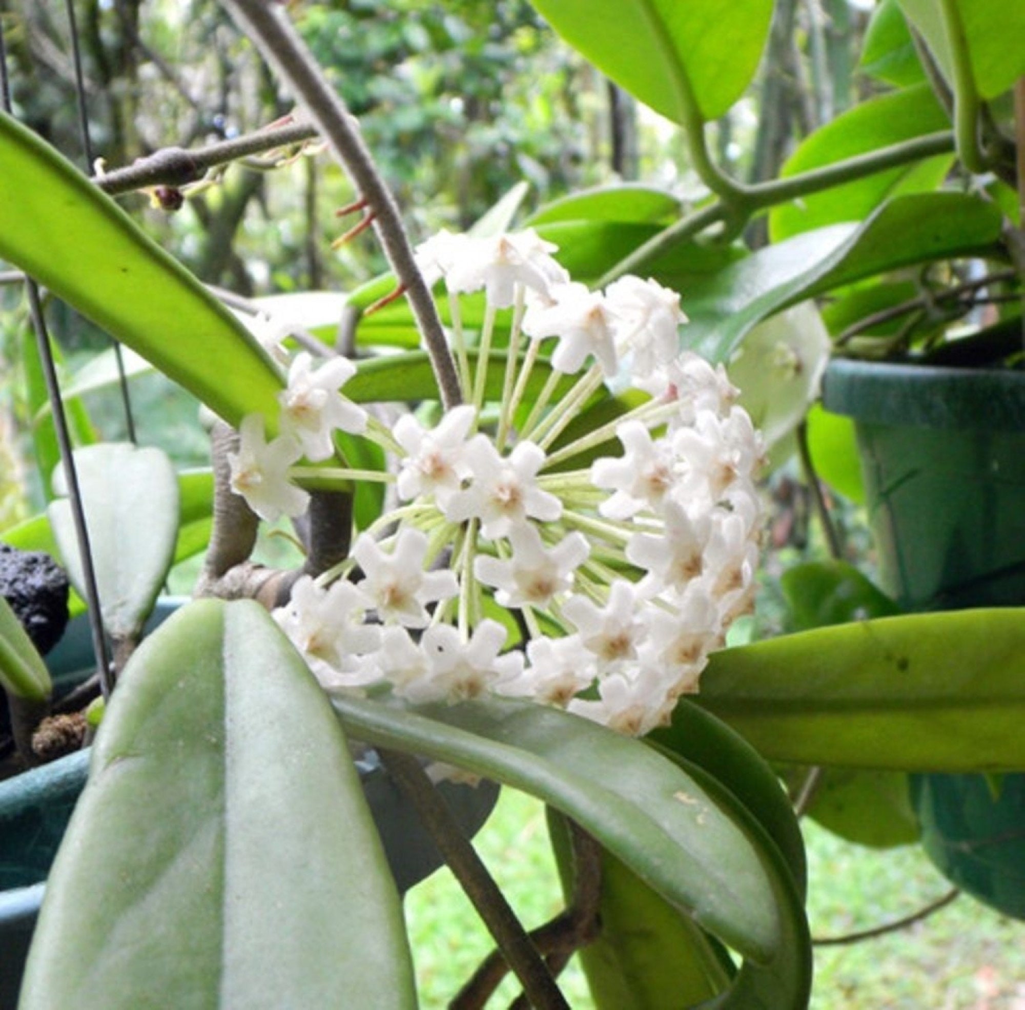 Hoya Keysii hoya Australis 1yo Plant With 56 Leaves Well Etsy Canada