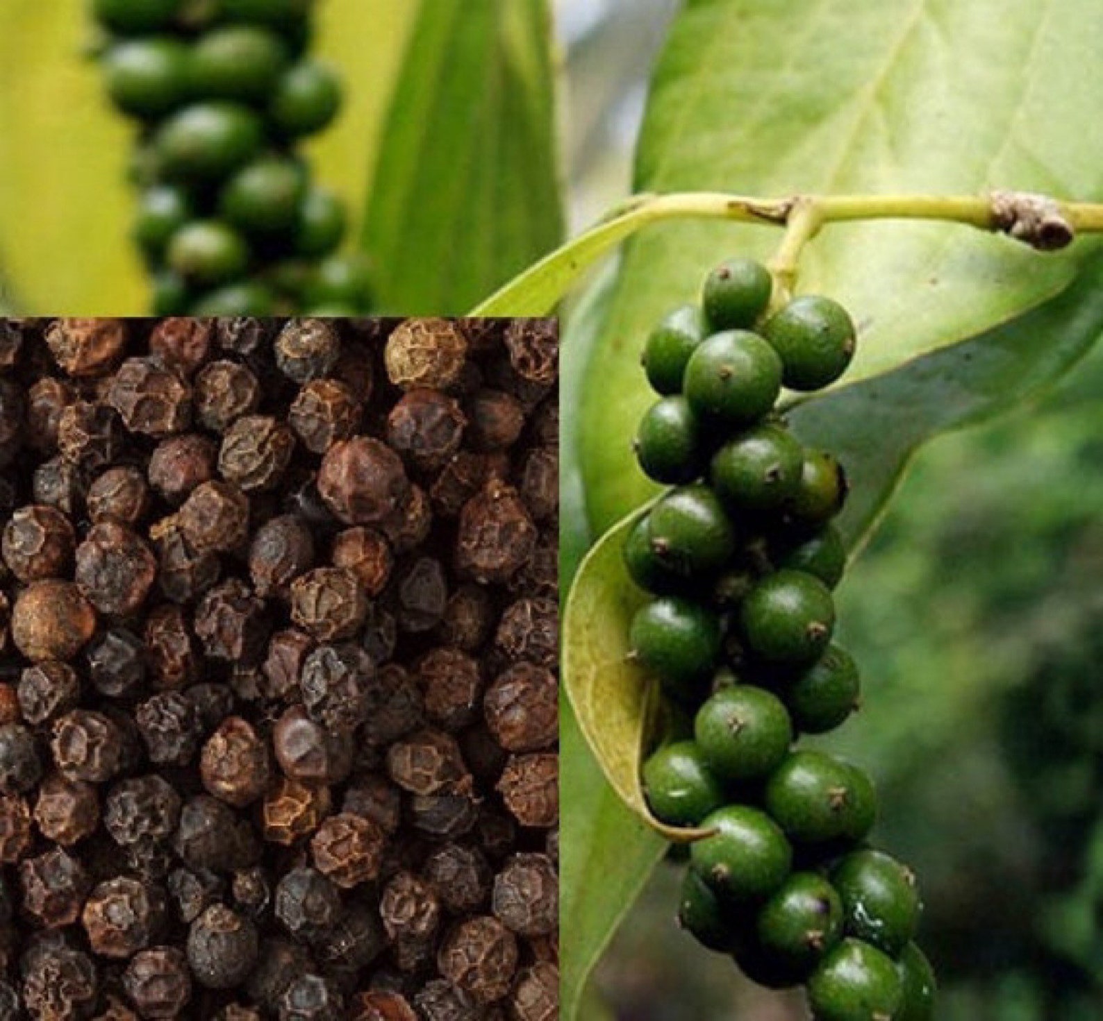 Black Pepper Starter Plant piper Nigrum 2.5 Pot Size. - Etsy