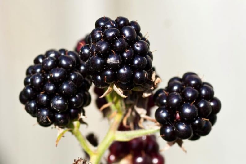 Boysenberry plant 1218 tall sent in container with Etsy