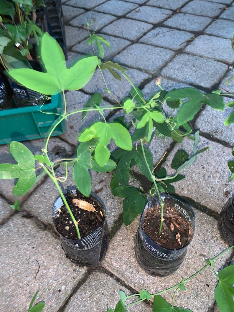 Amethyst passiflora passion flower well rooted plant, sent with soil image 2