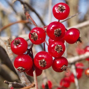 Planta de espino de Washington (Crataegus phaenopyrum) de 2 años, bien enraizada