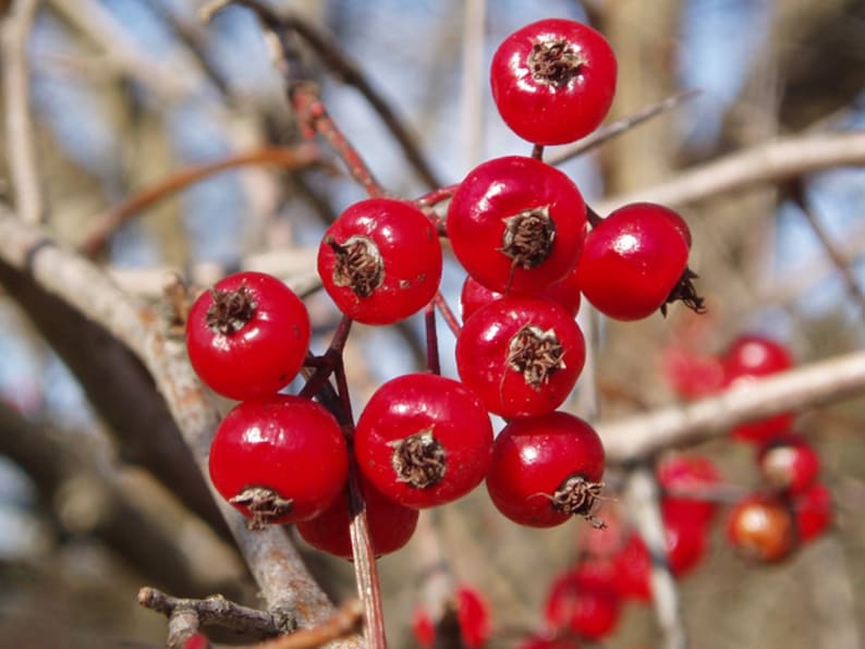 May include: A cluster of bright red berries on a bare branch. The berries are round and shiny, with a slightly darker red hue at the top. The branch is brown and twiggy, with a blurred background of more branches and blue sky.