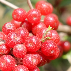 Könnte beinhalten: Nahaufnahme eines Clusters leuchtend roter Beeren an einem braunen Zweig. Die runden Beeren weisen kleine weiße Punkte auf. Der Hintergrund ist verschwommen grün und braun.