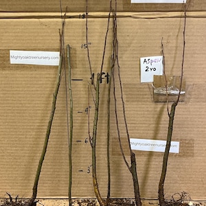 Puede incluir: Una colección de jóvenes plántulas de álamo temblón, con sistemas de raíces visibles, que varían en altura de 7.6 cm a 61 cm. La imagen incluye medidas en pulgadas y el texto "Aspen 2yo" en una pequeña etiqueta. El sitio web mightyoaktreenursery.com también es visible.