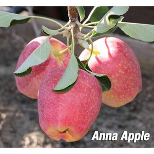 Anna Apple Tree 1 year old, grafted, #1 pot 1-2 ft tall low chill