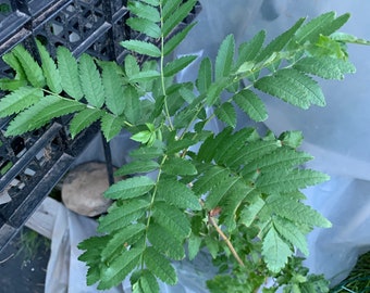 un arbre de sorbier européen (Sorbus aucuparia) âgé de 2 à 3 ans, mesurant 18 à 24 pouces de hauteur.