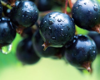 8-12" tall Minaj Smyreu Black Currant , 1 rooted plant , 1 year old