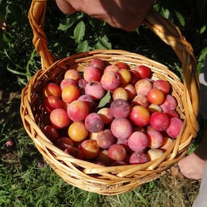 Puede incluir: Una cesta de mimbre llena de ciruelas recién recolectadas. Las ciruelas varían en color, desde el rojo intenso hasta el amarillo y el morado. La cesta la sostiene una persona, con follaje verde al fondo.