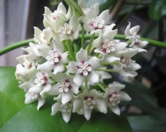 Puede incluir: Un grupo de flores de cera blancas con centros rosados. Las flores están dispuestas en un patrón circular y tienen una apariencia delicada en forma de estrella.
