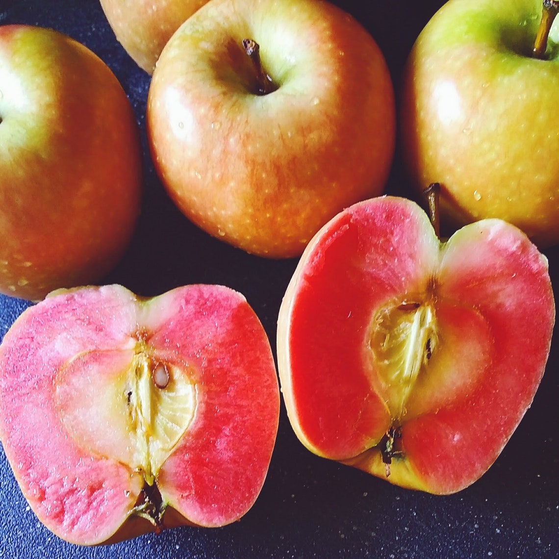 Mt. Rose apple tree grafted roots wrapped in wet media Etsy
