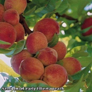 Puede incluir: Primer plano de una rama de un árbol de melocotón con melocotones maduros, teñidos de rojo. Los melocotones están agrupados en la rama, con algunas hojas visibles. El texto "Semidwarf early Elberta peach" es visible en la parte inferior de la imagen.