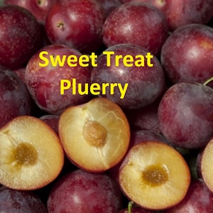 12-15&quot; hoge Sweet Treat Pluerry Interspecifieke pruim, geënte plant