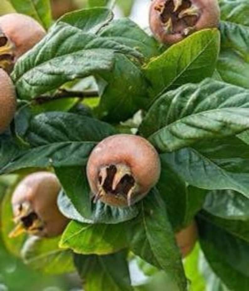 Mespilus Tree Nefle De October Medlar Tree, Mespilus Germanica, Grafted 1 Year Old ...