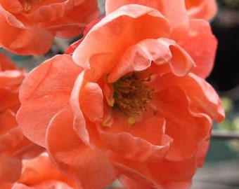 Chojuraku Orange Double Flowering Quince, Chaenomeles speciosa 2 gallon pot size.