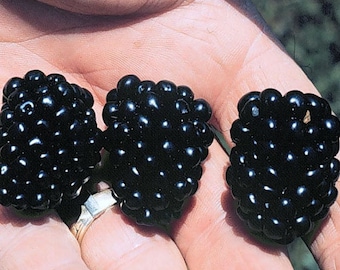 May include: Three ripe blackberries, each with a slightly different shape, are held in a hand. The berries are a deep, dark black color and have a slightly shiny surface.