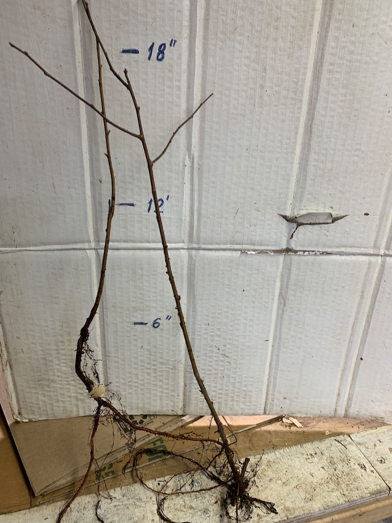 Crabapple Roseglow Sargent Malus sargentii 1-2 year old shipped Dormant bare root image 3