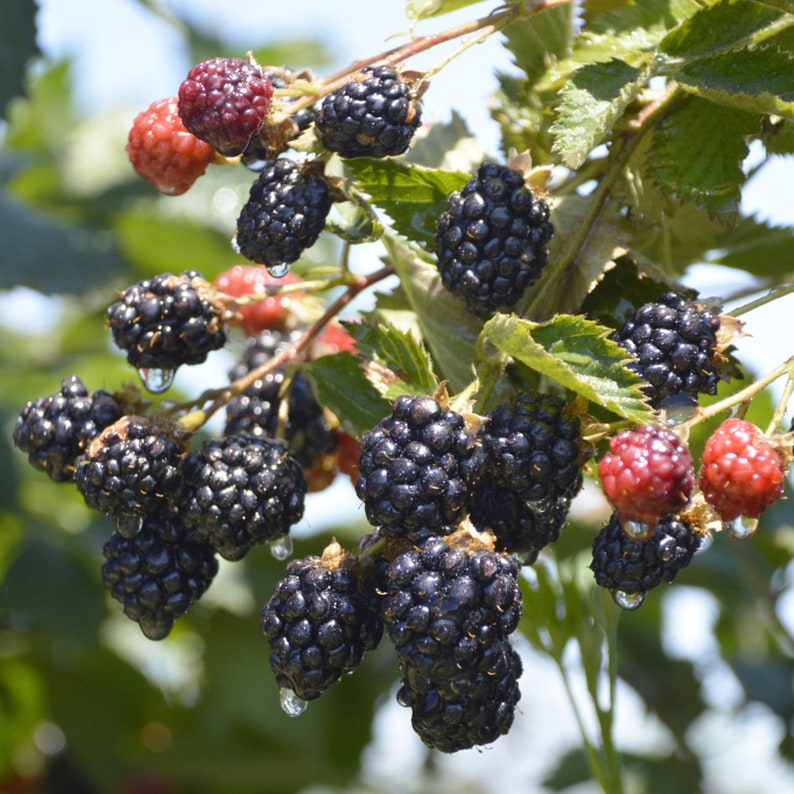 Boysenberry plant 1218 tall sent in container with Etsy