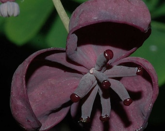 Akebia Quinata (también conocida como Vid de Chocolate) Planta enraizada de 1 año de 4 a 8 pulgadas de alto