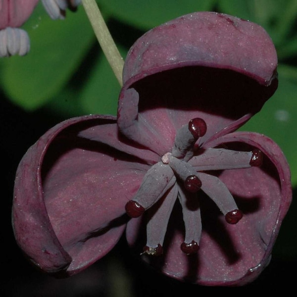 Akebia Quinata (aka Chocolate Vine) 1 year old rooted plant 4-8” tall