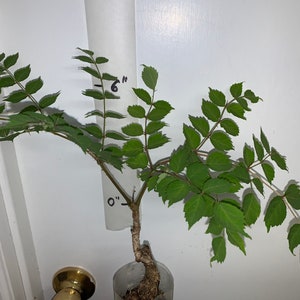 Aralia spinosa, albero raro, esotico, resistente, piccolo, alto 4-6 pollici - 1 pianta, BASTONE DA PASSEGGIO DEL DIAVOLO