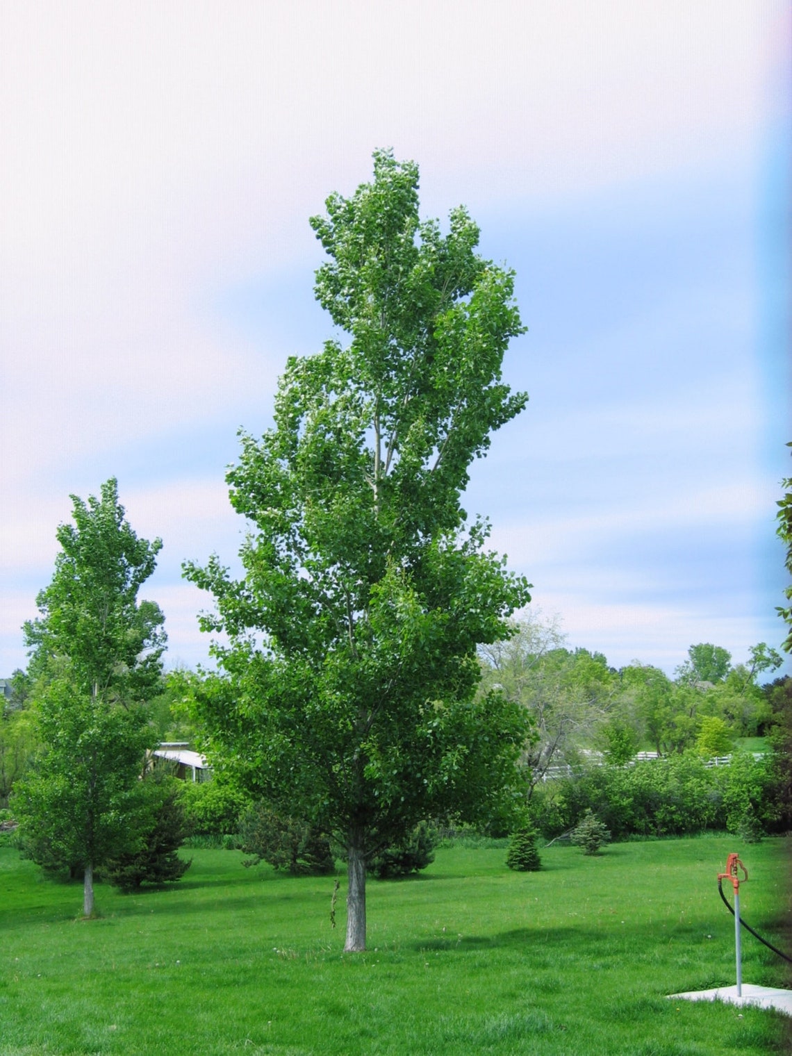 Cottonwood Tree 12 year old plant Populus Fremontii Etsy