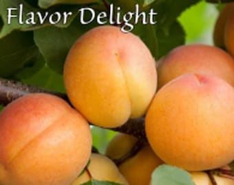 3 esquejes de Aprium Flavor Delight, para injertar.