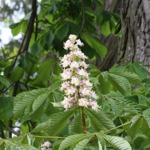 Buckeye de l'Ohio (Aesculus glabra) plante de 1 an, plante à racines nues de 20 à 14 pouces de hauteur