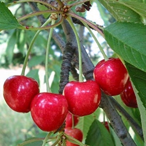 Prunus Avium (Wild Sweet Cherry) 1-2 year old plant rooted, sent bare root