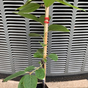 Yates American Persimmon 1 year old grafted plant, bare root