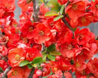 Chaenomeles Speciosa “Texas Scarlet” (Red Flowering Quince) Plant