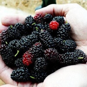 One live rooted plant of Black mulberry 1-2 year old plant, bare root, 12-16 inches tall.