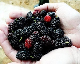 Un plant de mûrier noir à racines vivantes, âgé de 1 à 2 ans, à racines nues, de 12 à 16 pouces de hauteur.