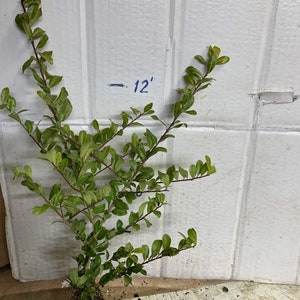 Ilex crenata 'Golden Gem' Dwarf Yellow Japanese Holly 2 year old plant bare root image 8