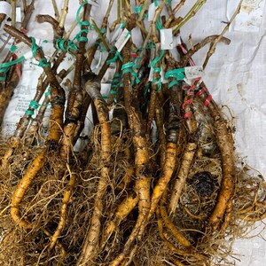 Wisteria sinensis Alba, grafted, 1 year old, RARE ITEM image 8
