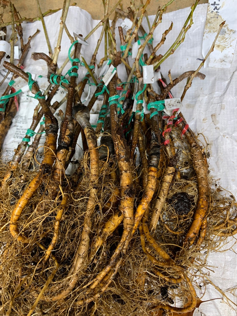 Wisteria sinensis Alba, grafted, 1 year old, RARE ITEM image 8