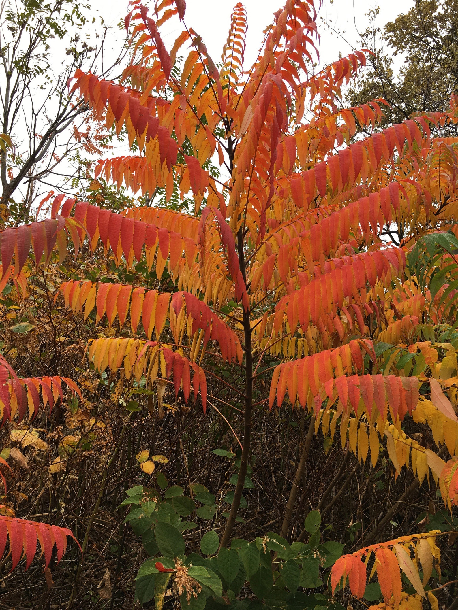 Staghorn sumac 23 year old Pink lemonade plant Bare root Etsy