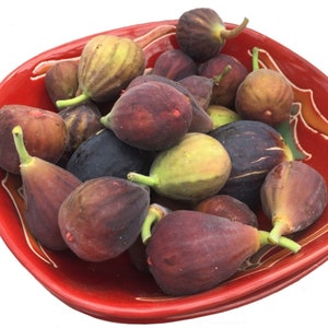 Fig Tree ‘Fignomenal’ (Ficus carica hybrid) 4” pot size.