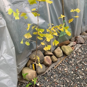Ginkgo #8, exact plant, 4 year old. Shipped with roots wrapped. No soil.