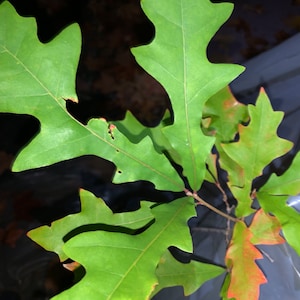 Puede incluir: Primer plano de una hoja de roble verde con bordes dentados. La hoja está parcialmente dañada y tiene algunas manchas marrones. El fondo es oscuro y borroso.