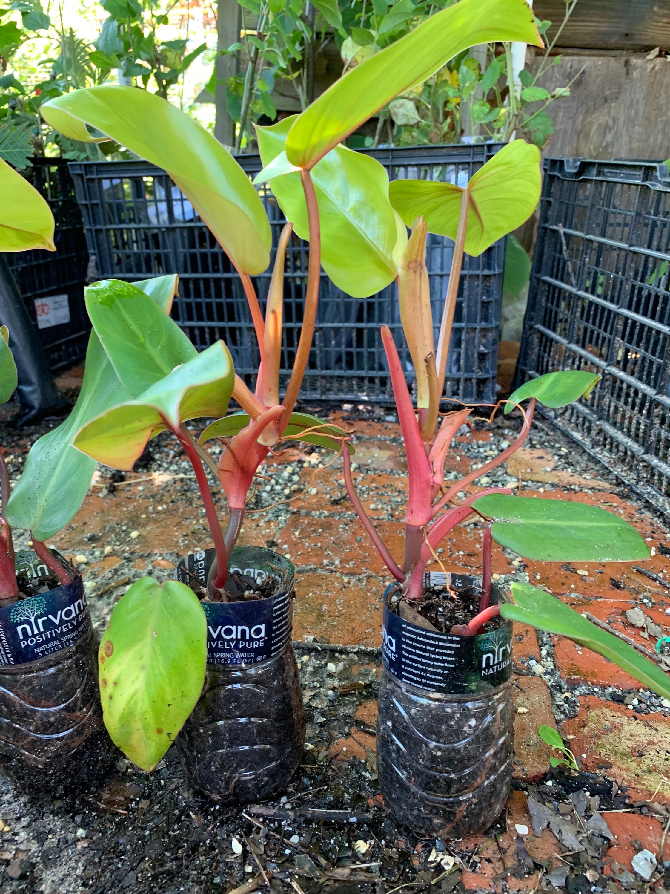 フィロデンドロン レッド エメラルド (Philodendron Erubescens)、1