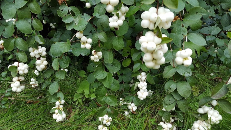 Snowberry Symphoricarpos albus plant, 1-2 year old bare root image 2