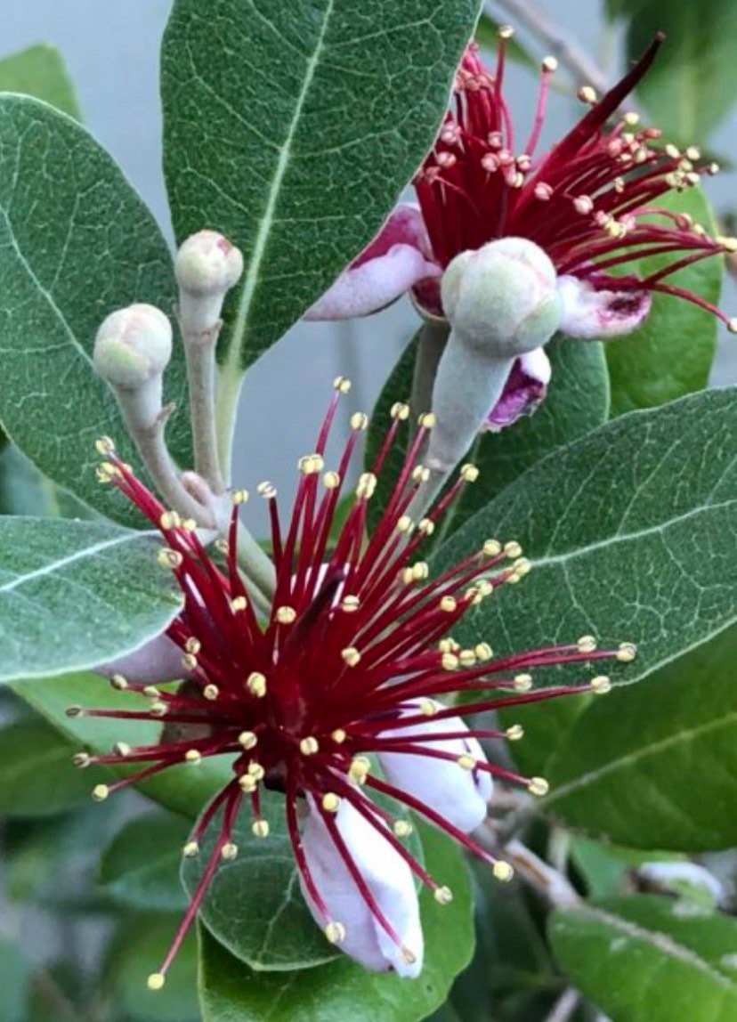 One Pineapple Guava Seedling 1 Gallon Container No Ship AK - Etsy