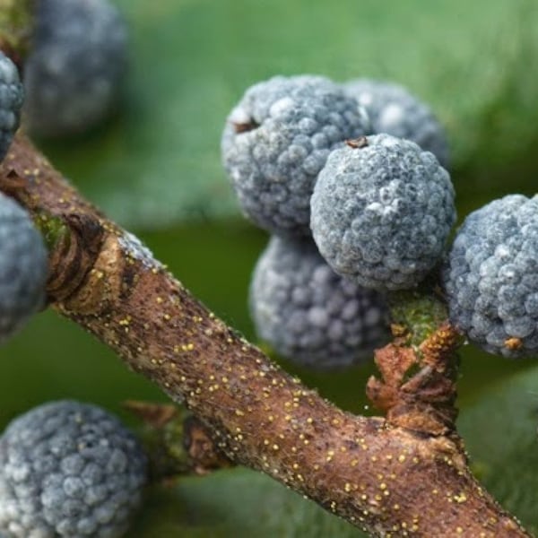 Northern Bayberry plant, Myrica pensylvanica 2 year old 6-12” tall