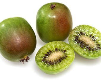 Actinidia arguta 'Prolific', planta femenina autofértil, no necesita macho.